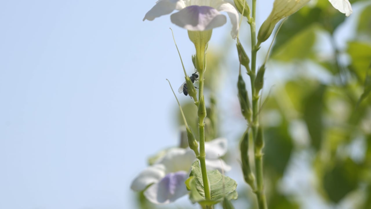 PSPDFKit platform integration