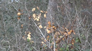L'Aqüífer del Fluvià i La Muga torna a entrar en fase d'emergència