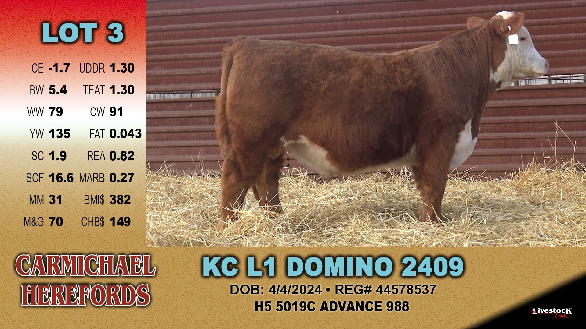 Carmichael Herefords - Lot 3