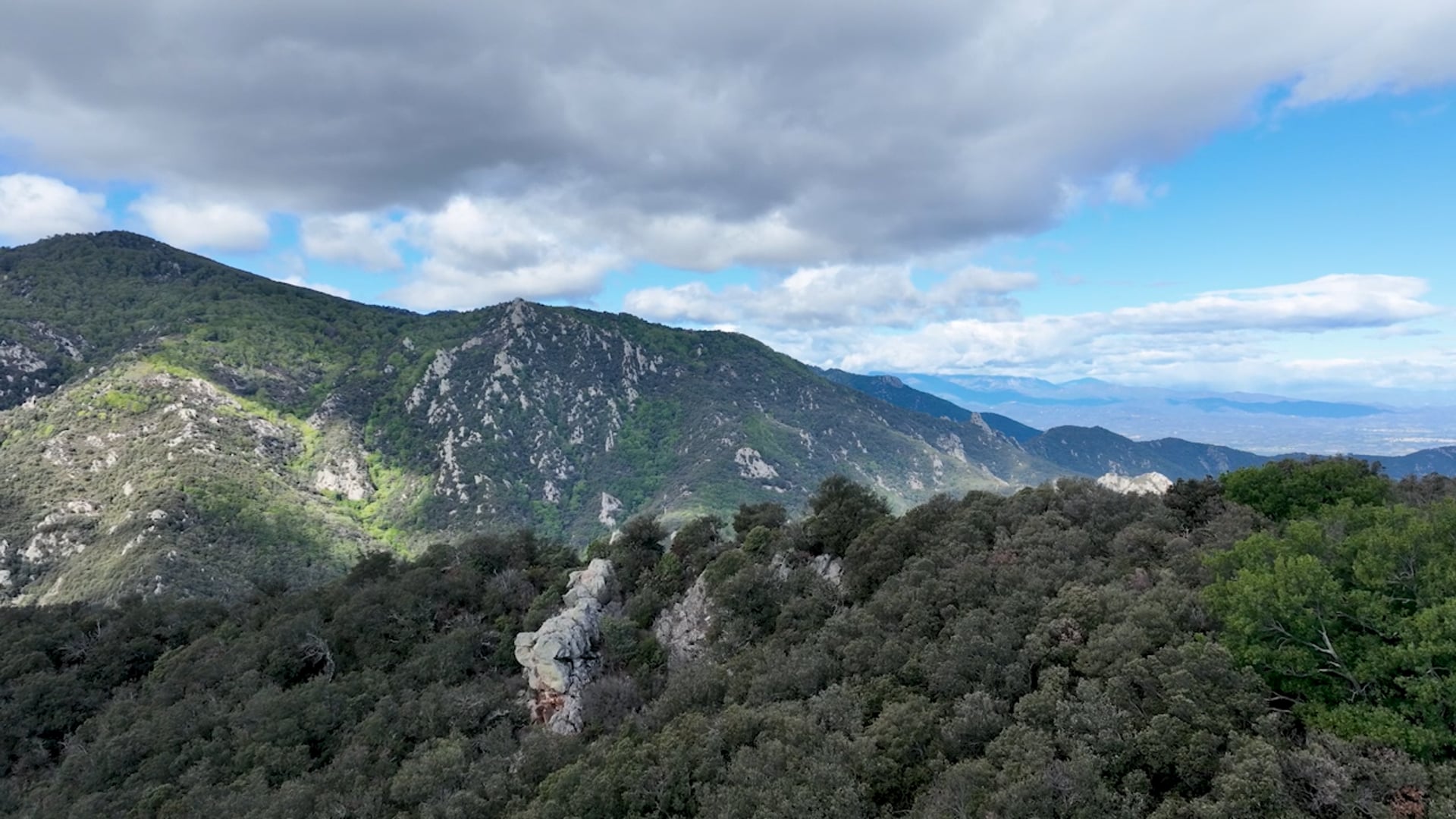 teaser-Les arbres remarquables au cœur de la biodiversité
