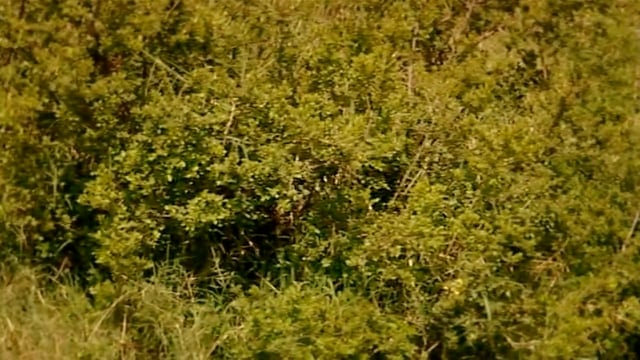 Revealing The Leopard - A Look Inside A Leopard Family