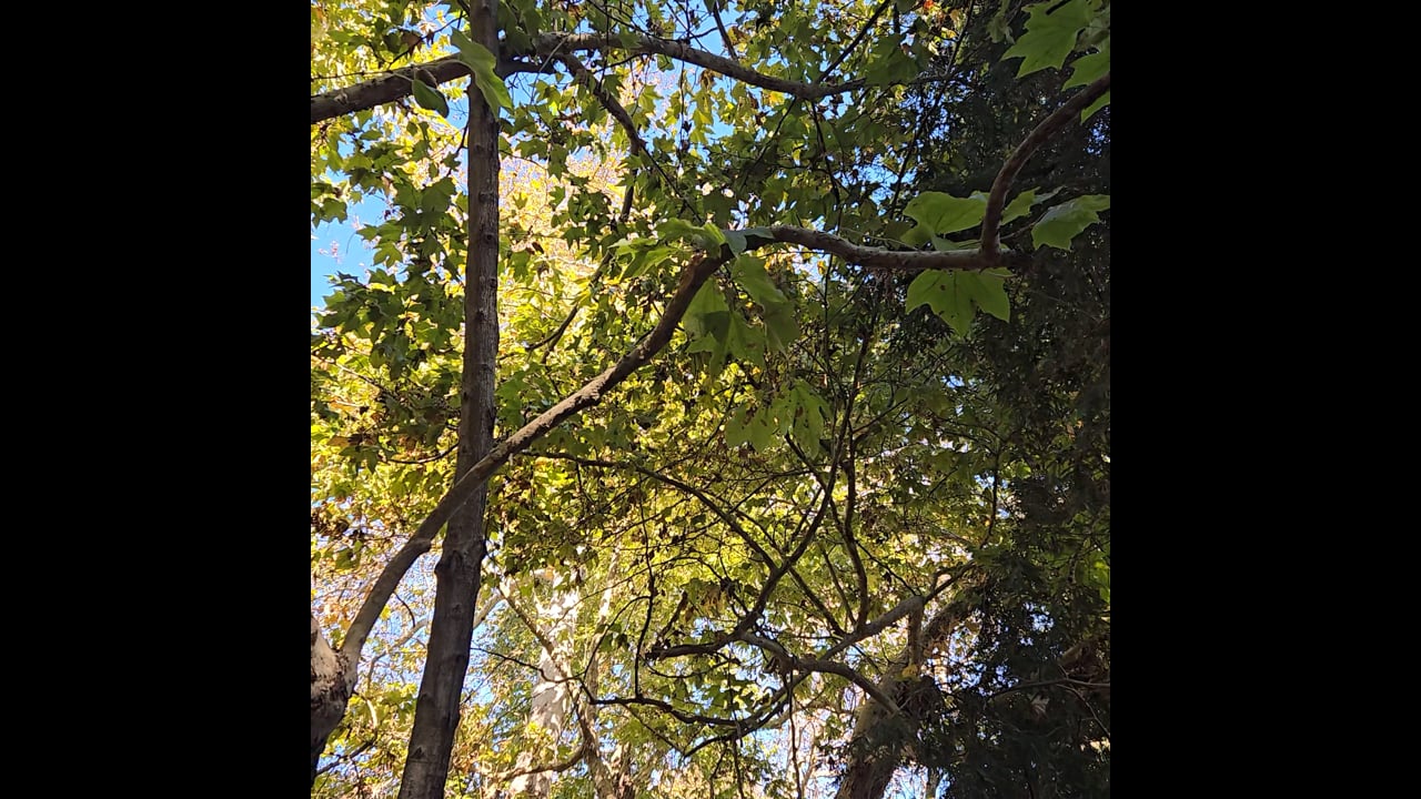 Nature Meditation Walk