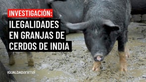 Al descubierto prácticas ilegales en la cría, transporte y sacrificio de cerdos en India