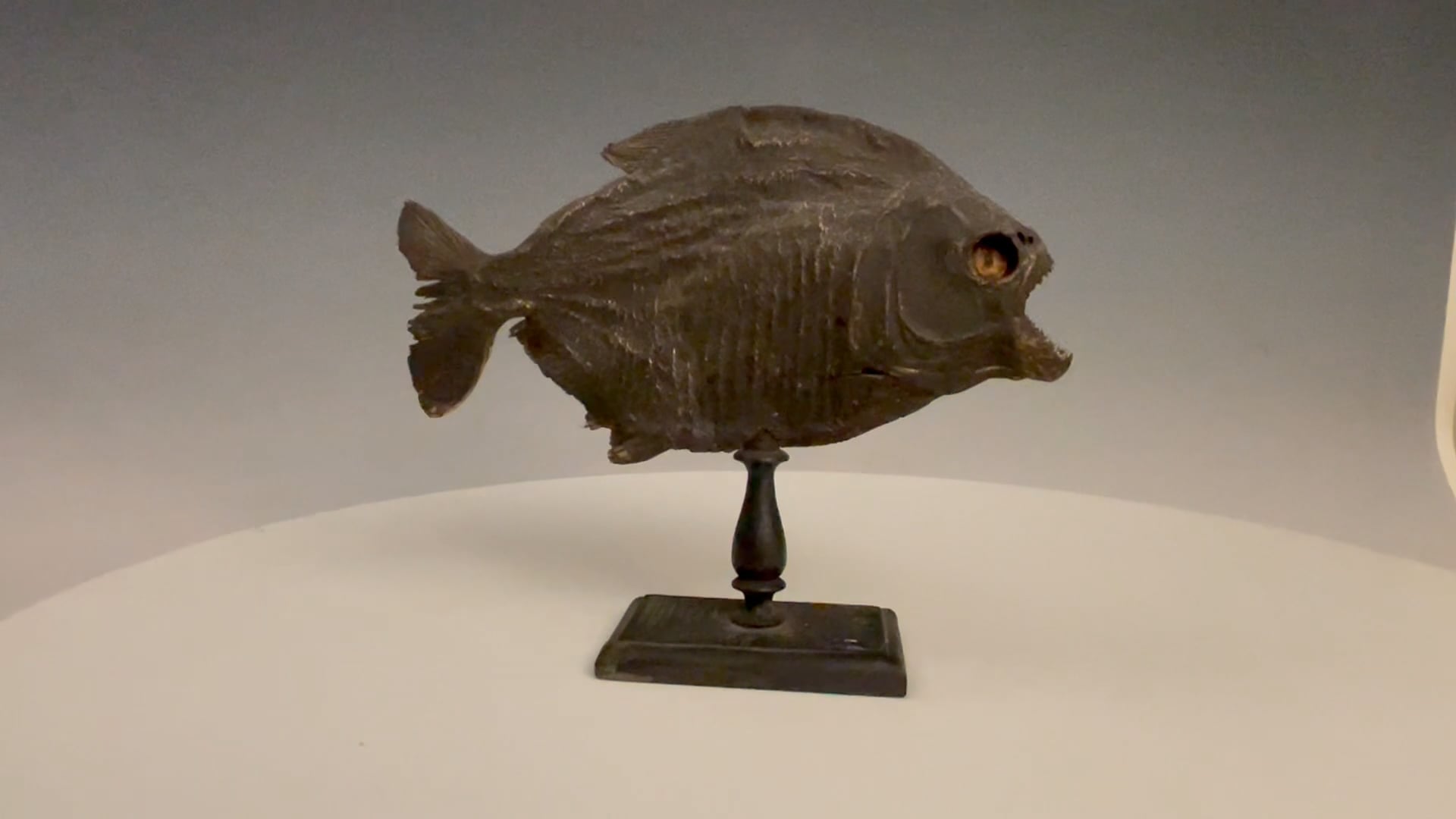 Chers amis, Beste vrienden, Fin de semaine dernière, nous avons reçu une «  livraison » assez particulière. Une centaine de piranhas ont rejoint Pairi  Daiza, en provenance d'Aquatopia (l'aquarium anversois qui a, image size:1920x1080