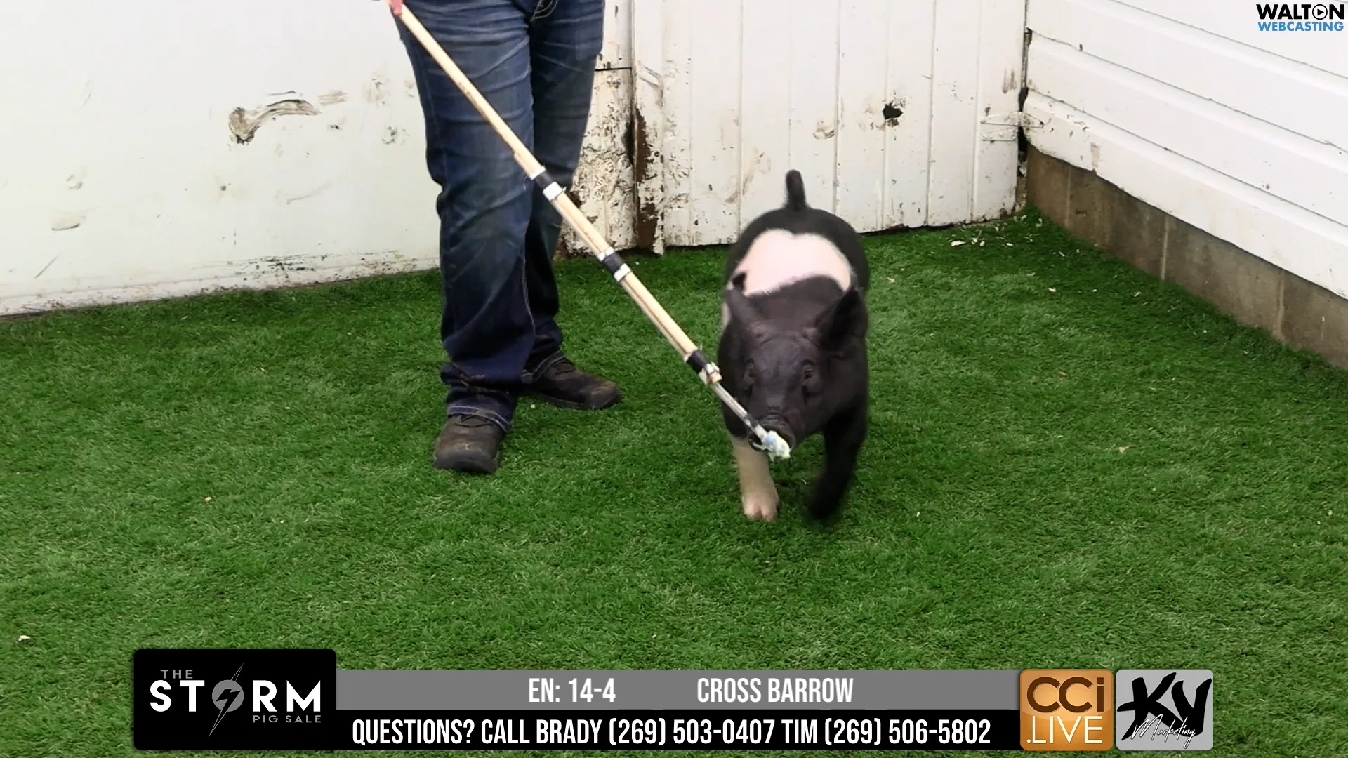 FILOform Tappo Terminale Termoretraibile - Acquista Su - Foto 6