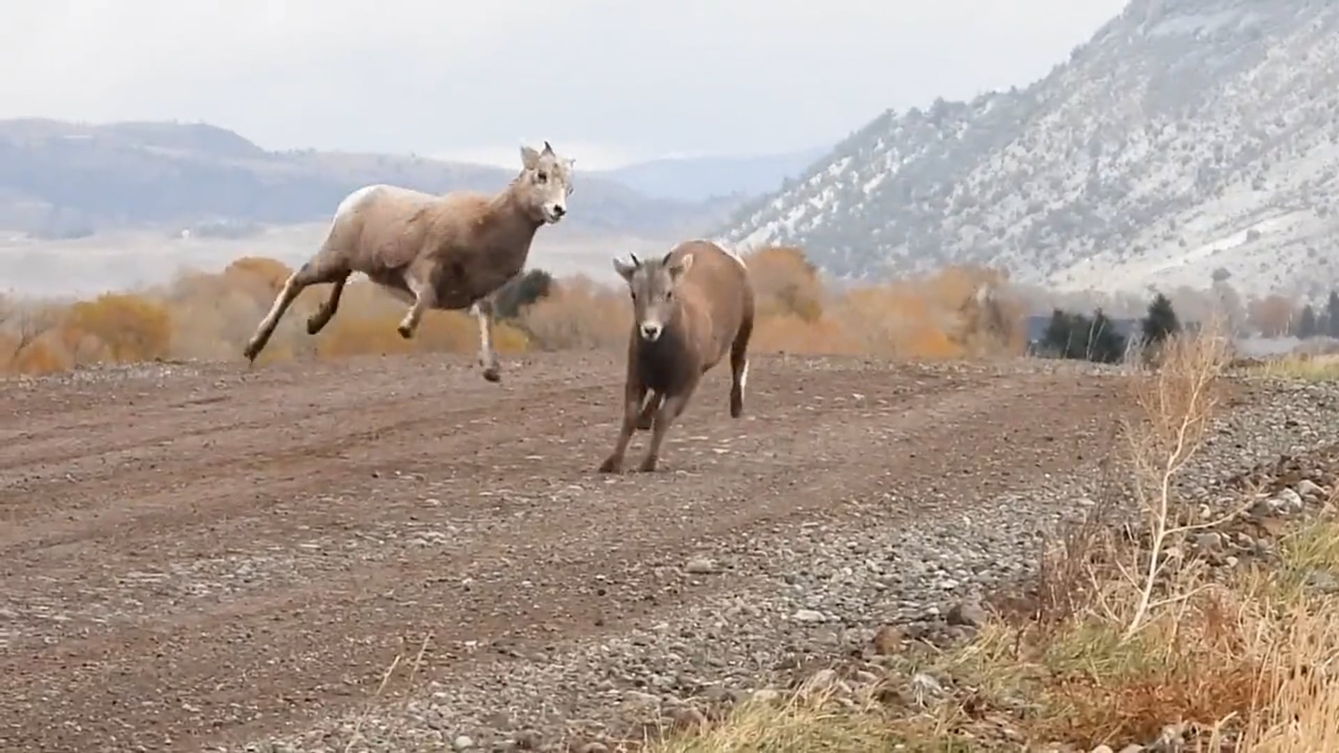Big Horn Sheep Sequence