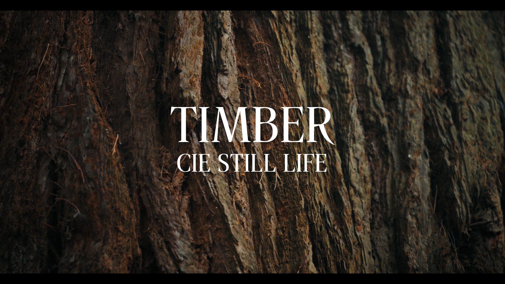 TIMBER de Cie Still Life (teaser)