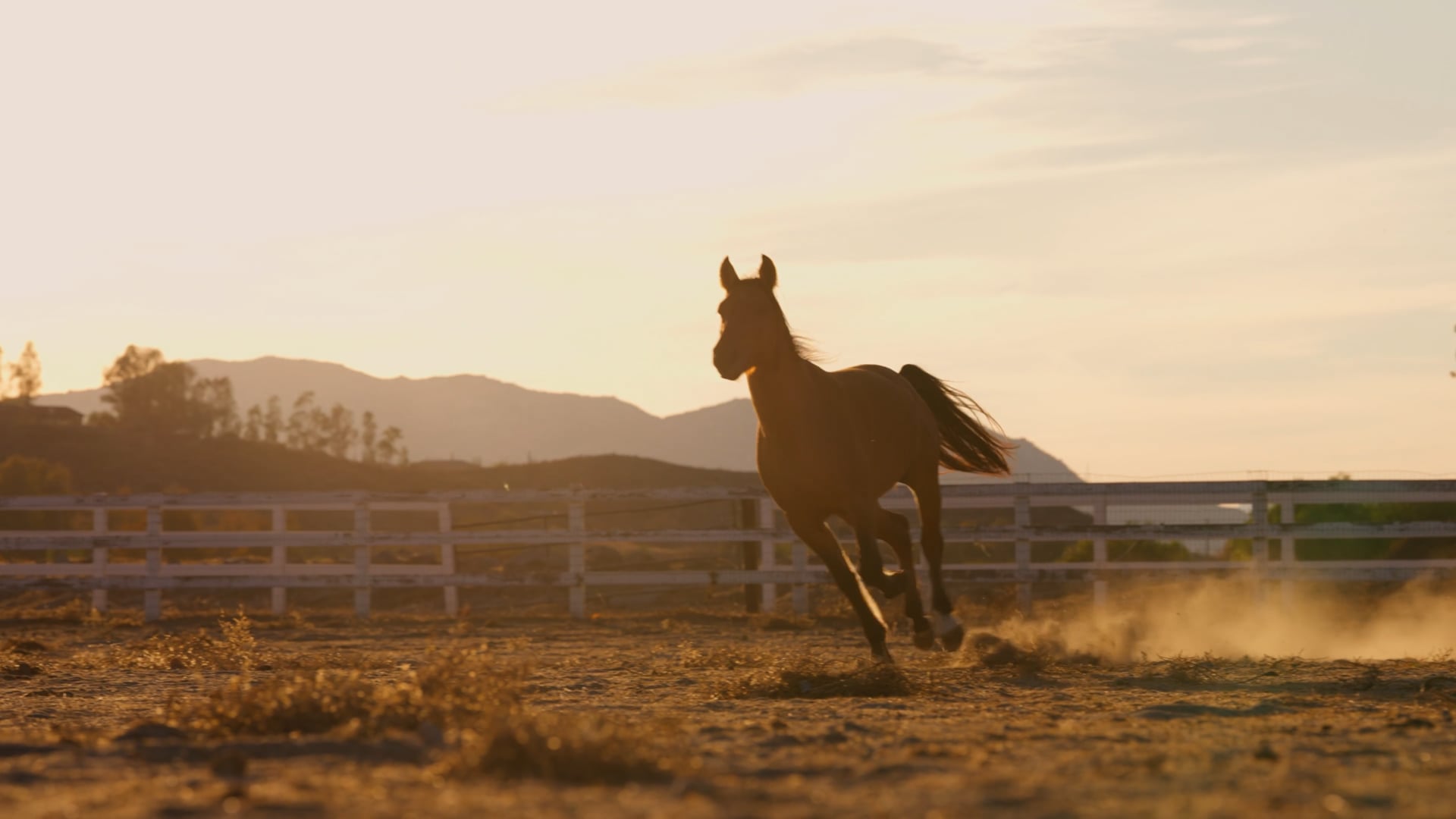 Beau Monde Equine Brand Highlight