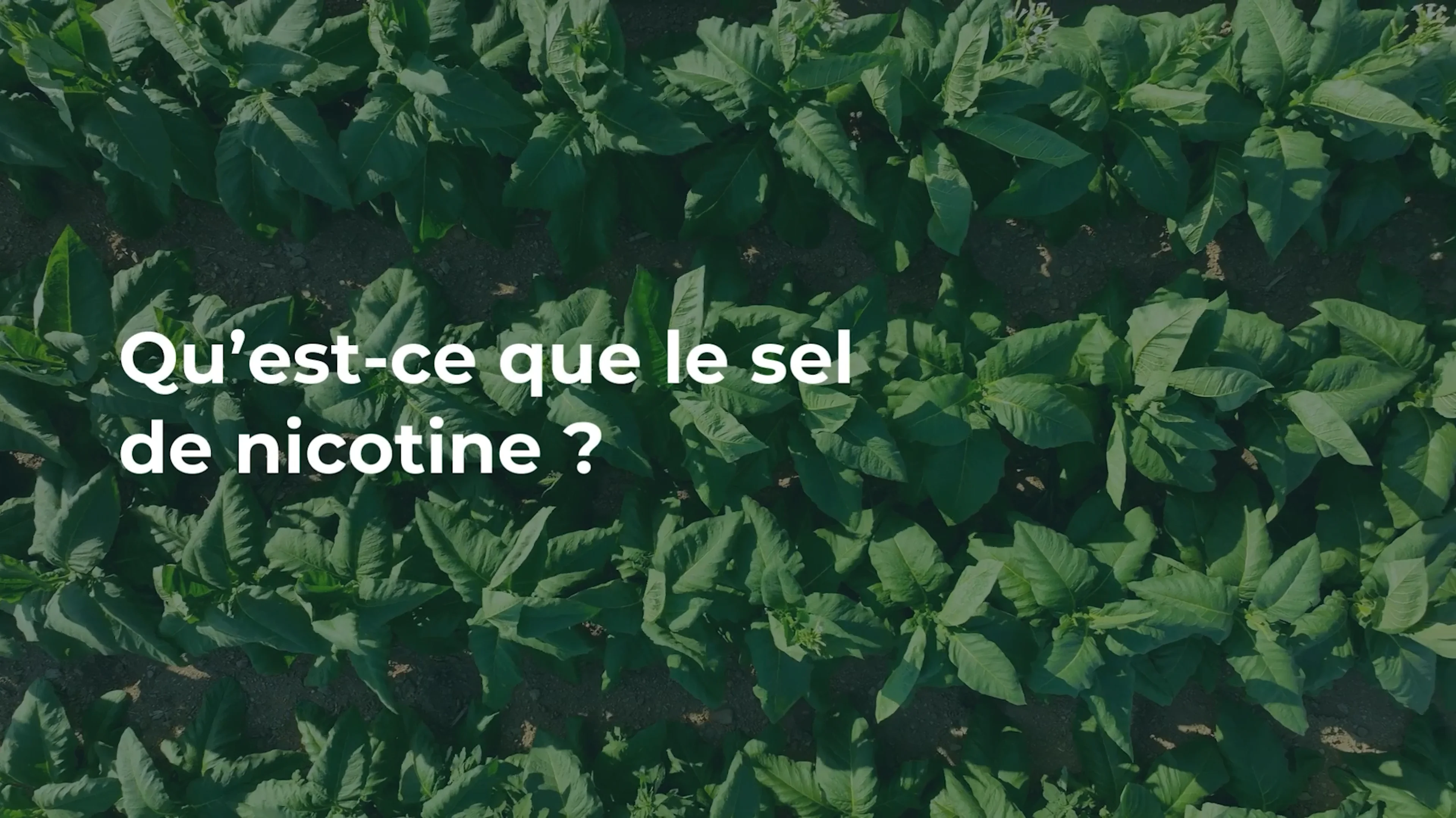 elfbar nachfüll pod läuft aus Avis Sel de Nicotine main image 0