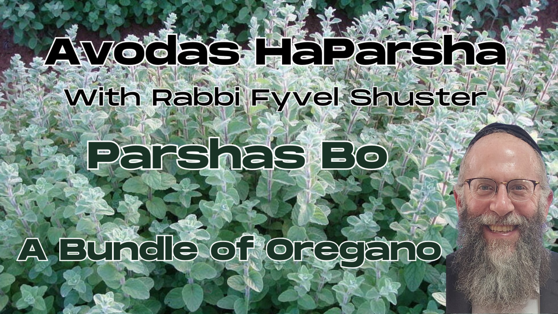 A Bundle of Oregano - Avodas HaParsha - Parshas Bo