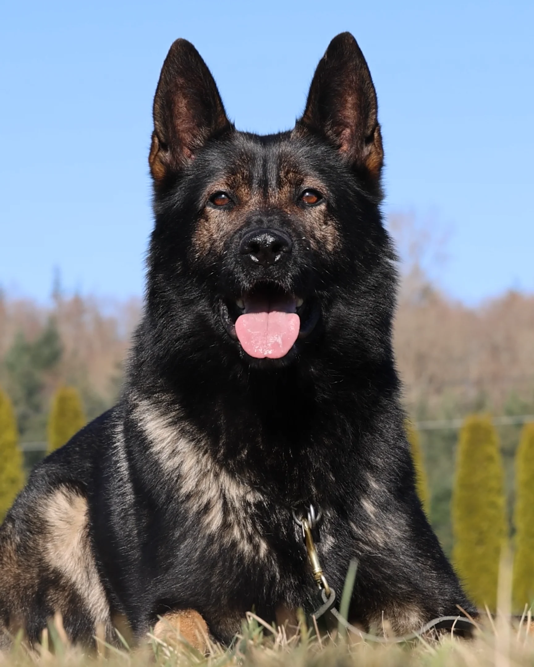 German Shepherd Which Is The Most Powerful Dog In The World