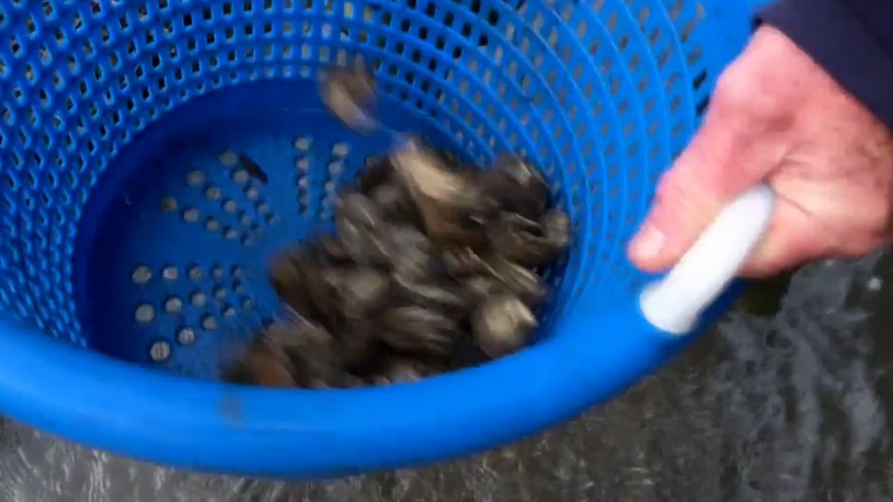 Scruffys_Cove_Oysters