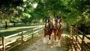 Budweiser: "Born A Donkey" Super Bowl :60