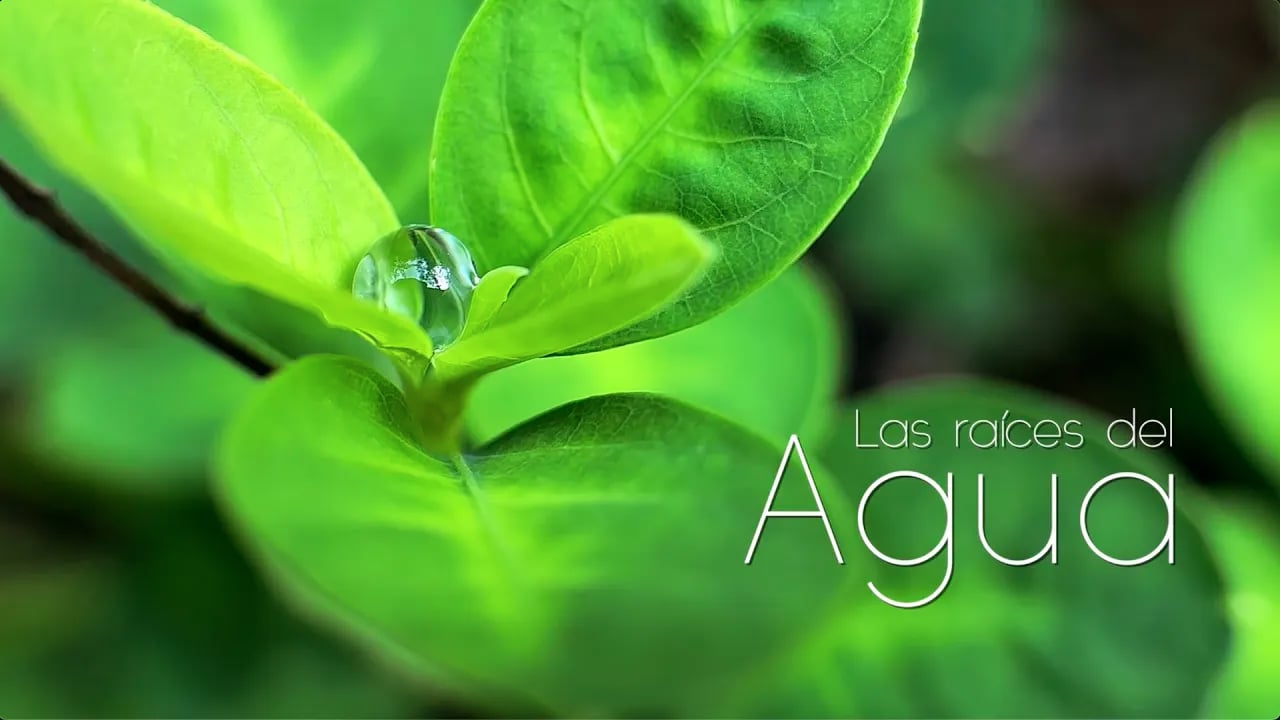 Las Raíces del Agua