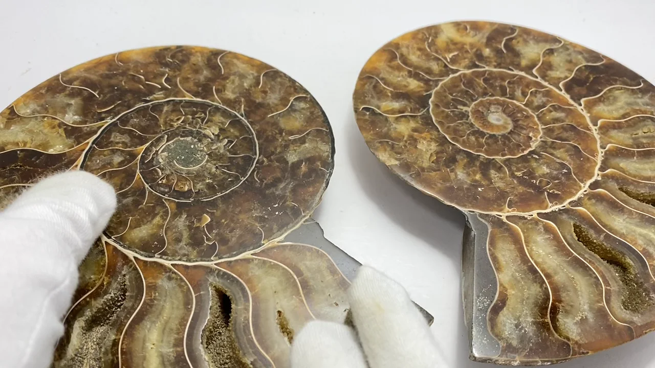 アンモナイト化石　ハーフカット　ペア　マダガスカル ボリュームあり！?マダガスカル産アンモナイトのハーフカット標本