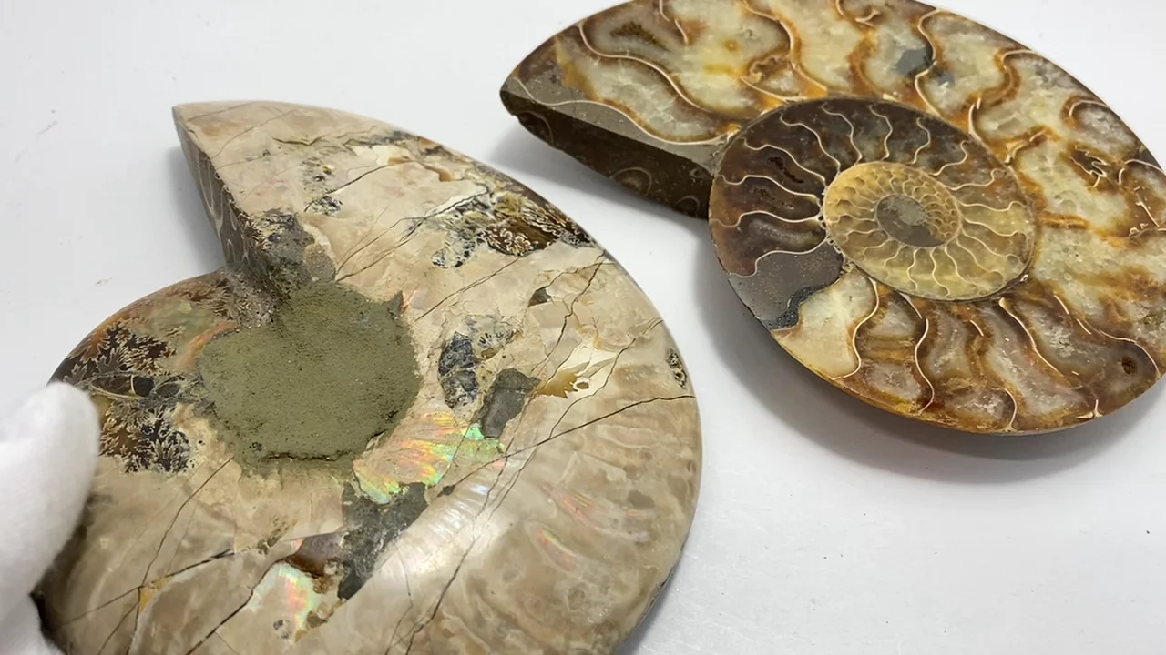 動画】【1点もの】マダガスカル産アンモナイトの化石 2個(ペア) NO.6