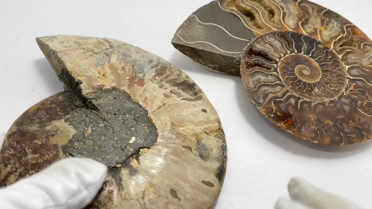 動画】【1点もの】マダガスカル産アンモナイトの化石 2個(ペア
