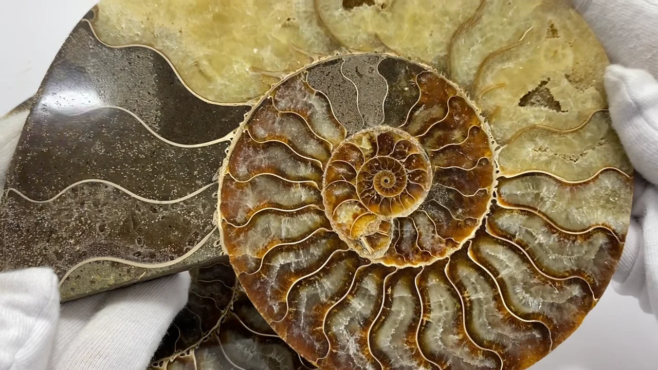 動画】【1点もの】マダガスカル産アンモナイトの化石 2個(ペア) NO.10