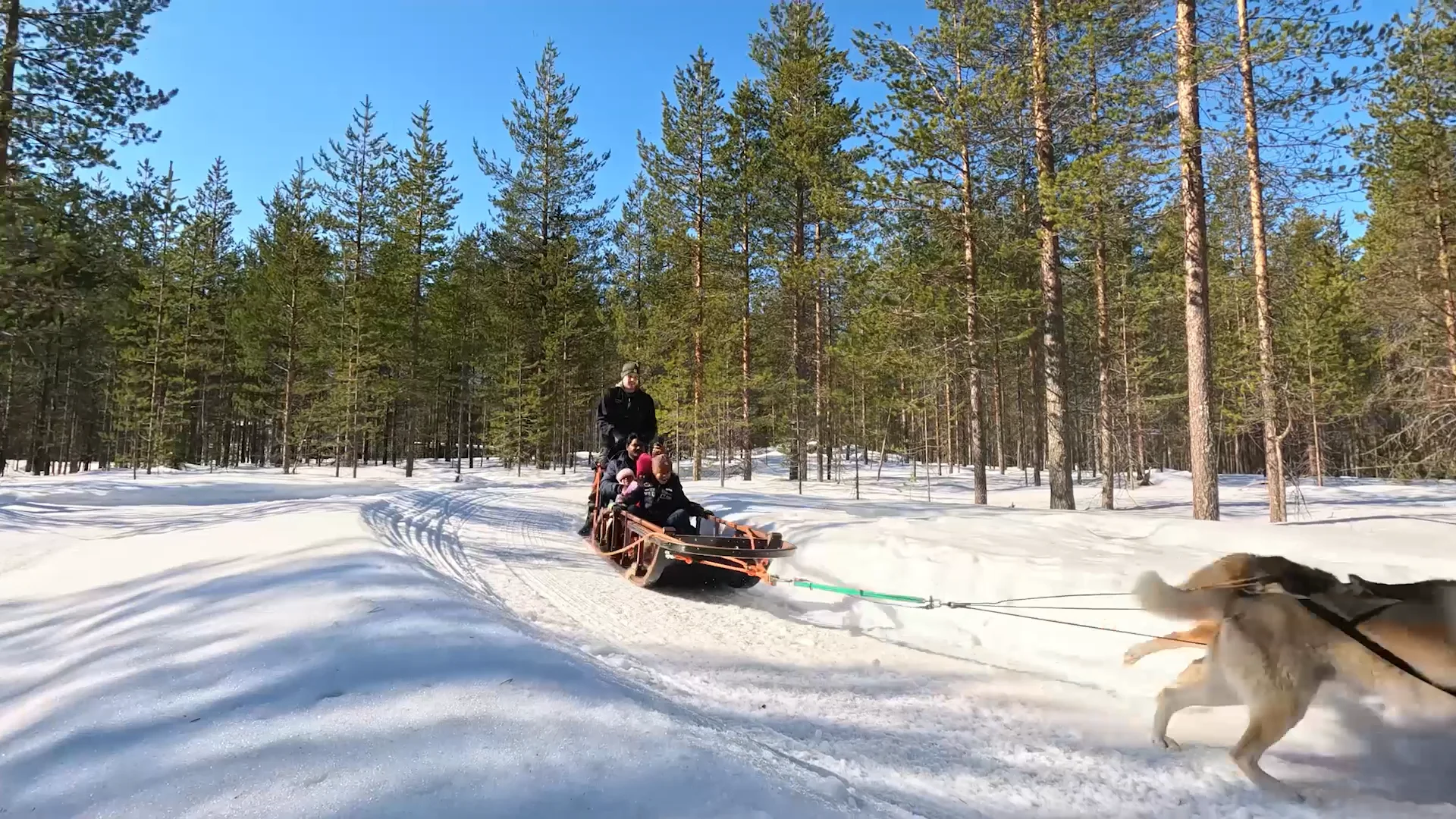 Husky Park Visit with Jenga (500 m) Husky ride - Husky Park