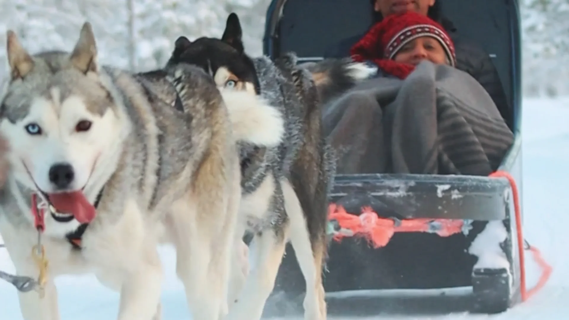 Husky Ride Meeting Experience Husky Park