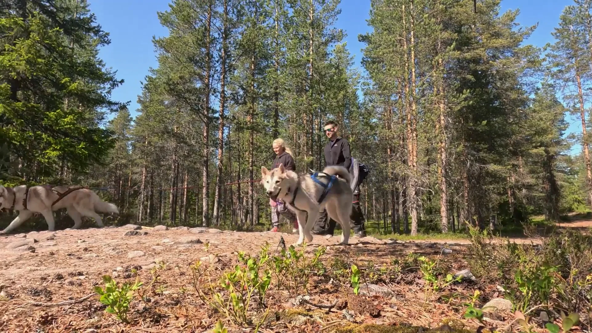 Hiking with Huskies Husky Park