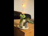 Mini Planta + Ambientador Sostenible - Nueva Tendencia