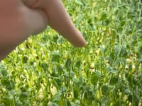 Stunted Growth & Abortion in Afila Peas – Seeking Insight from the Community