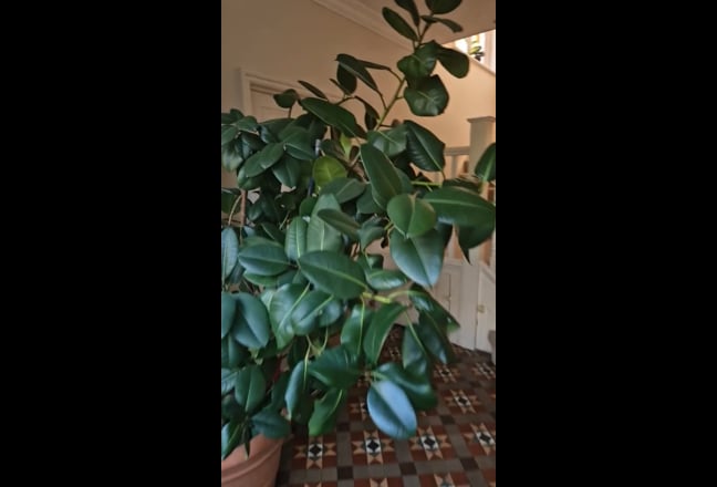 Video 1: