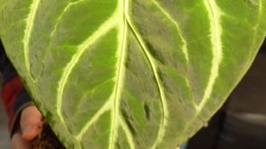 Anturios o Anthuriums