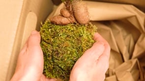 Cou0301mo llega mi  pedido de kokedama