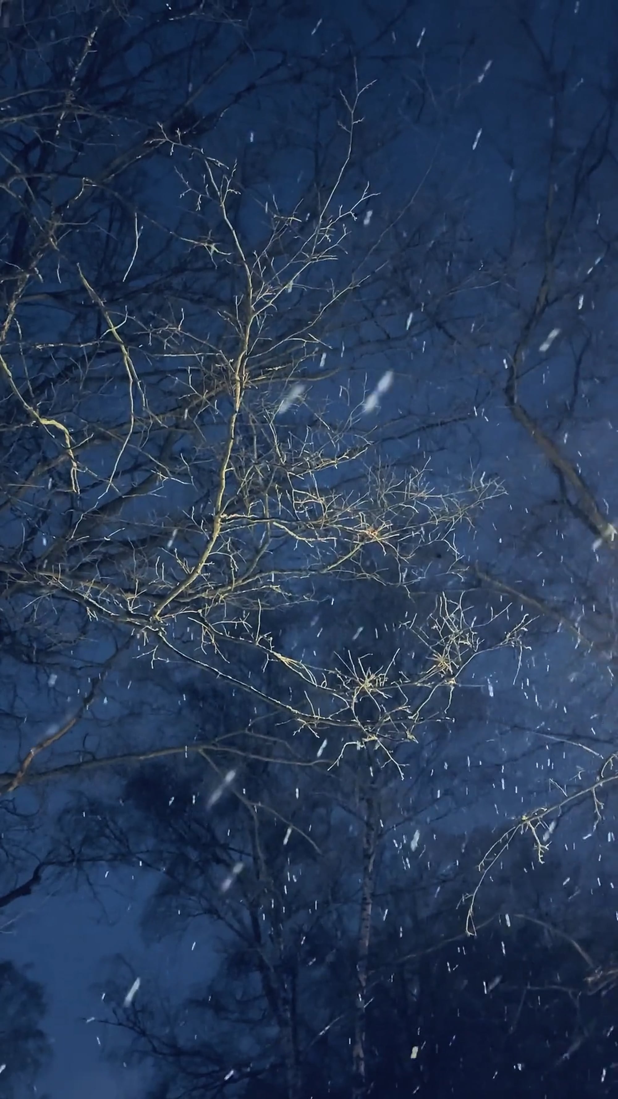 1978056183 8e5c68b2a7b42b492944ed83b8e13112395c166051c1373856fcf405639dd631 D 2000?region=us