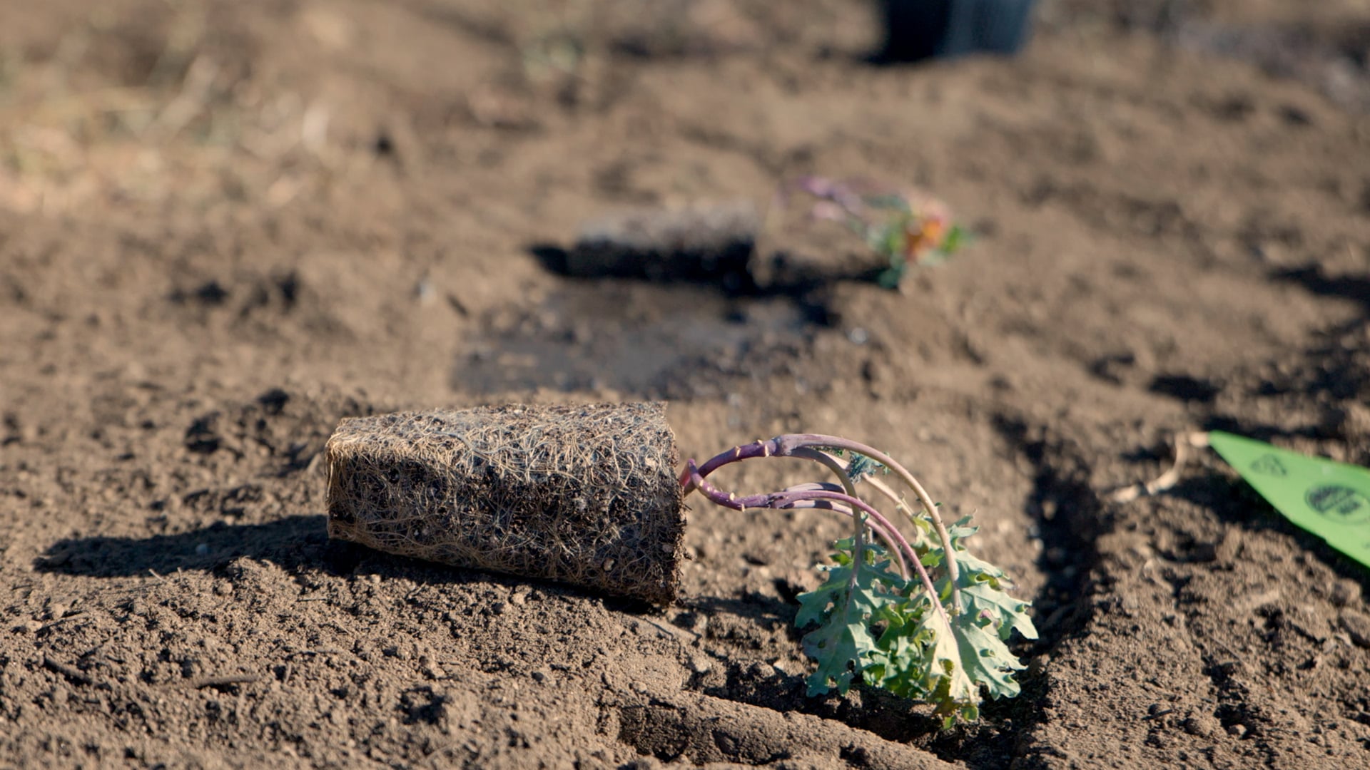 Feed Black Futures - Seeding a Revolution