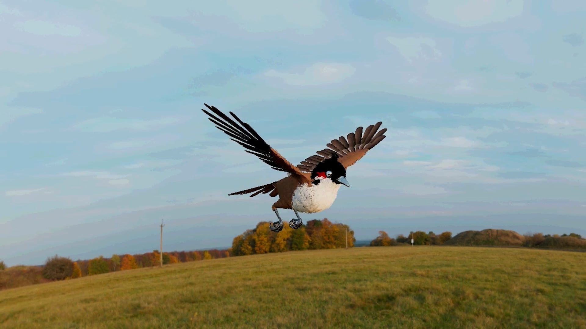 Bird_Animation_Sound