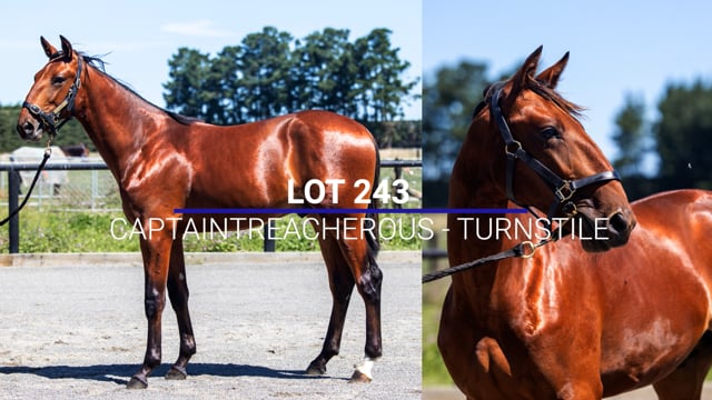 Lot 243