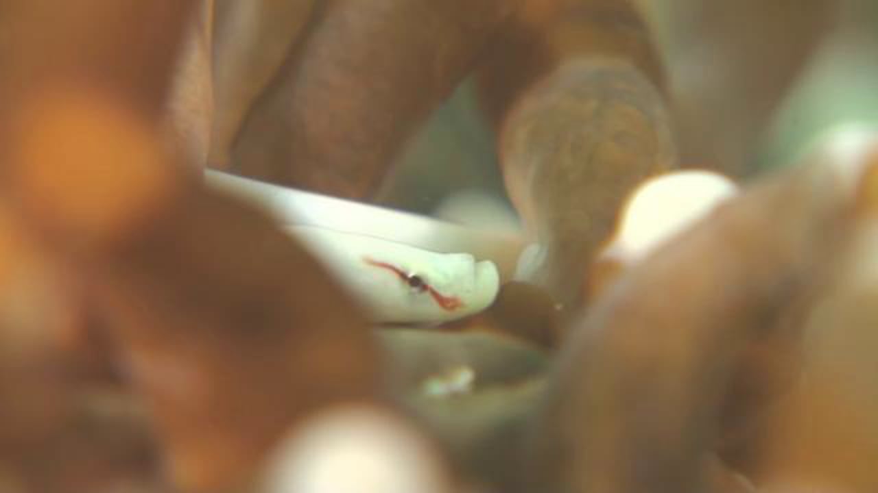 Mushroom Coral Pipefish