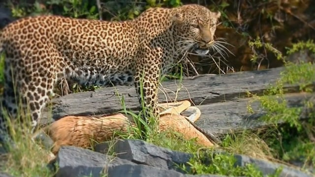 PBS Nature - Revealing The Leopard - Part 2