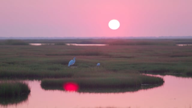stories from the marsh