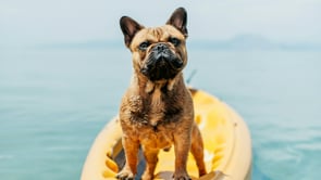 CAM Money Wellbeing: Travel Insurance