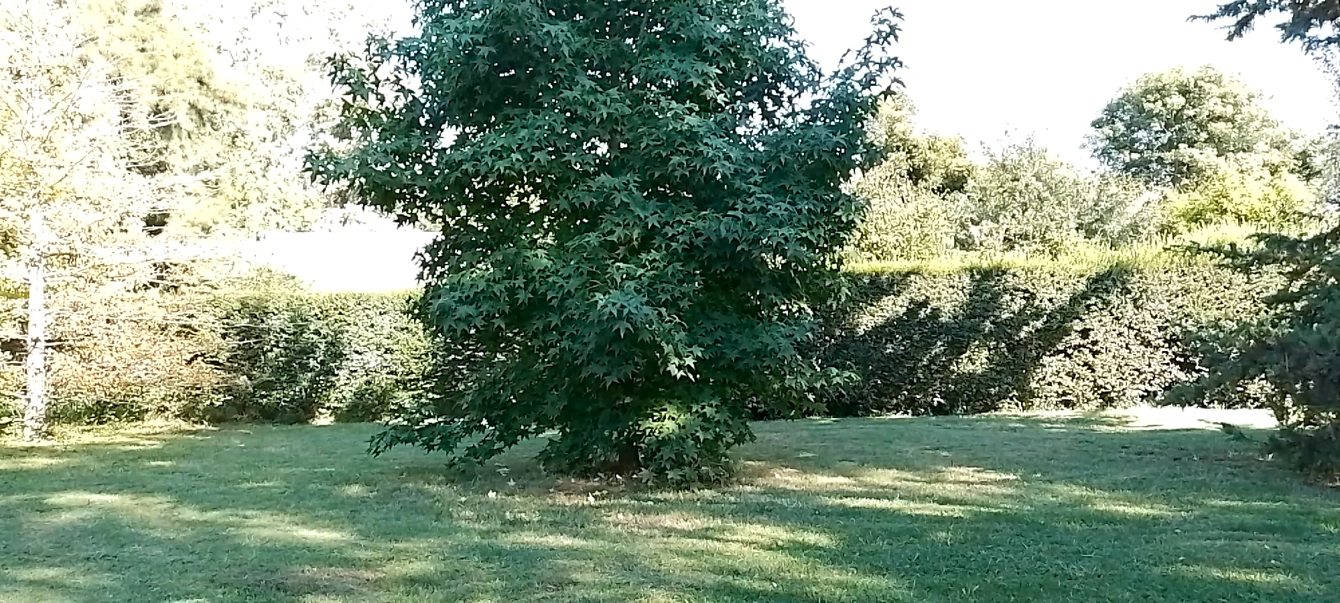 Sweeping grass clippings