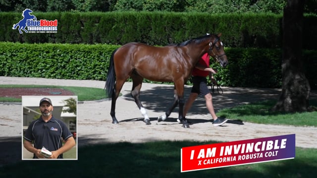 91  I Am Invincible x California Rogusta C Promo David Mourad