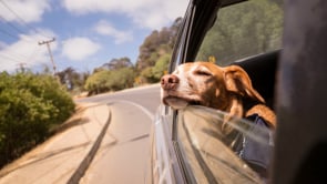 Money Wellbeing: Car Insurance