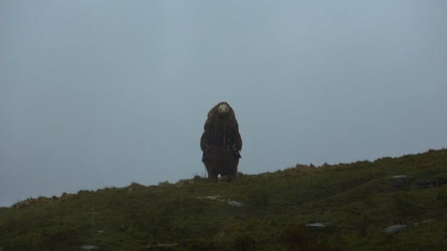 A thumbnail for the film 'A Bear Remembers' by  christopher ripley