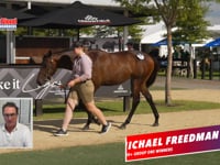 123 North Pacific x Combat Order Filly - Michael Freedman