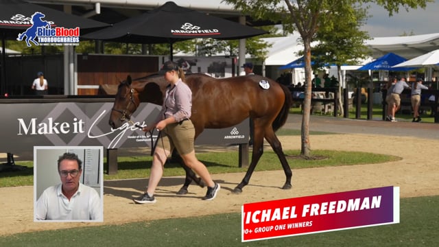 123 North Pacific x Combat Order Filly - Michael Freedman