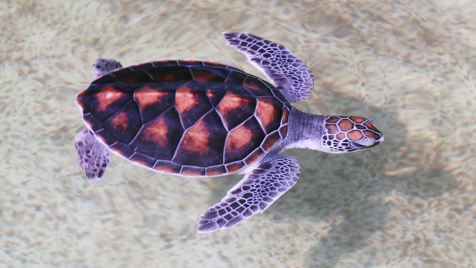 CPA_TURTLE_Social_Media_Campaign