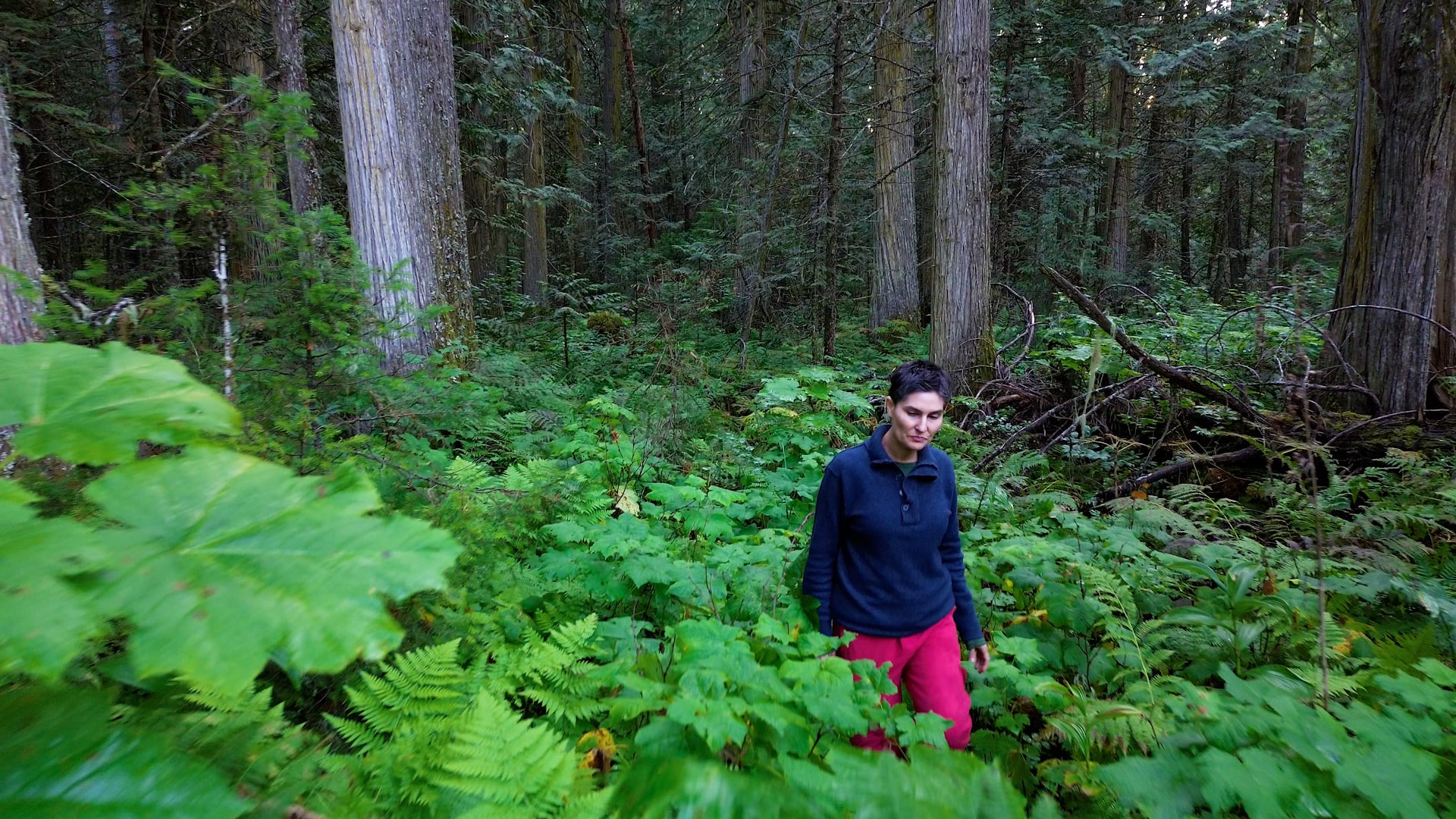 THE ESSENTIALS: FORESTS OF INTERIOR BRITISH COLUMBIA, CANADA