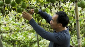 Lakanto - The Monkfruit Process