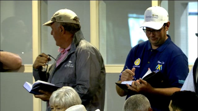 2025 National Standardbred Yearling Sale, Lots 6 - 13