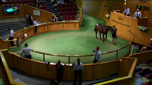 2025 National Standardbred Yearling Sale, Lots 58 - 64