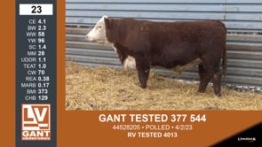 Lot #23 - GANT TESTED 377 544